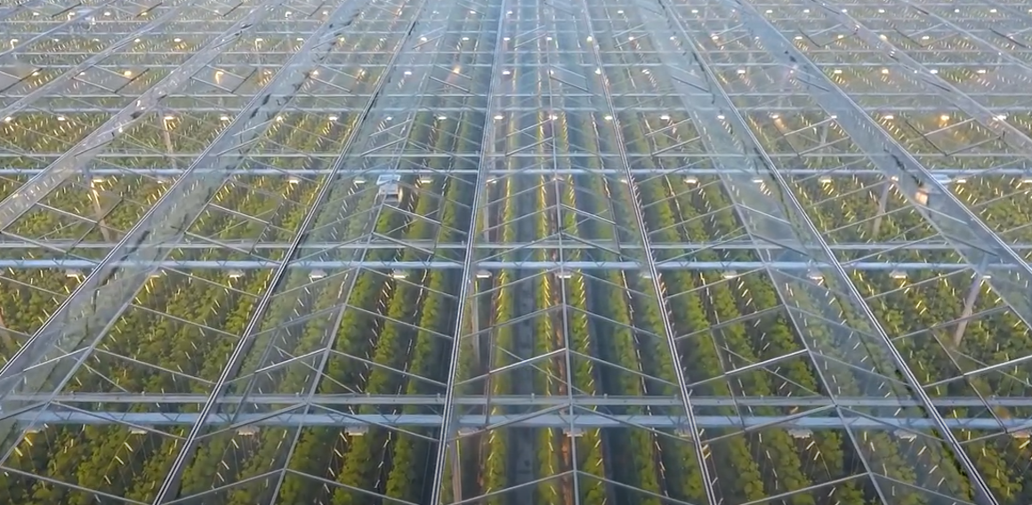 BIOLOGICKÁ OCHRANA DO SKLENÍKŮ A VNITŘNÍCH PROSTOR